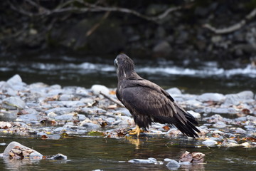 bald eagle