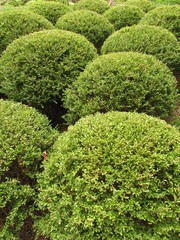 Green shrubbery in the Japanese garden 