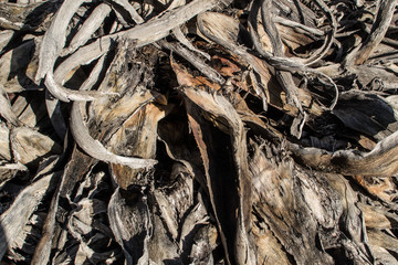 Full frame of pruning residues