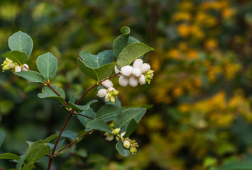 Fototapeta premium A brush of white and green berries Svidina white with green leaves in autumn