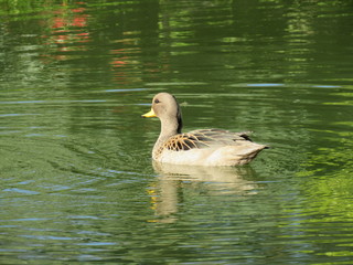 duck in the water