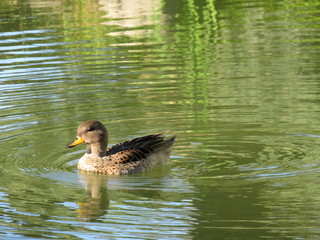 duck in pond