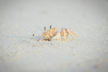 crab in the sand looking curious at viewer close up