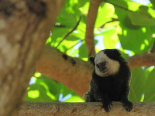 monkey  in tree
