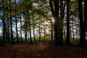 Obraz premium Autumn Forest