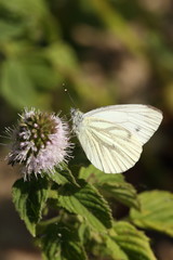 Motyl Bielinek Bytomkowiec