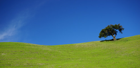 Salinas, CA