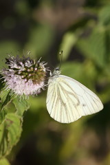 Motyl Bielinek Bytomkowiec