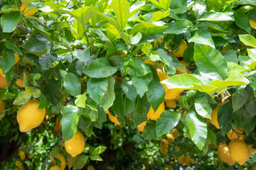 yellow lemons on the tree in the orchard	