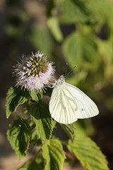 Motyl Bielinek Bytomkowiec