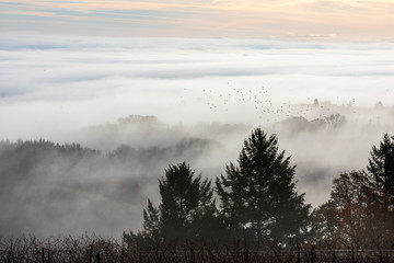 Looking over a winter vineyard layered in fog, fir trees in the foreground, a cloud of birds flying across the fog.