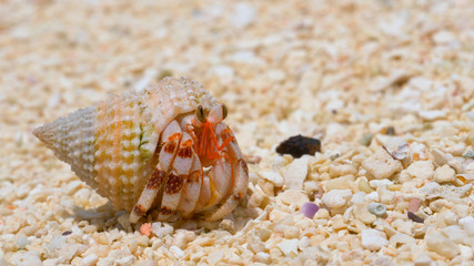 MACRO: Shy white hermit crab comes out of its shell and roams around the beach