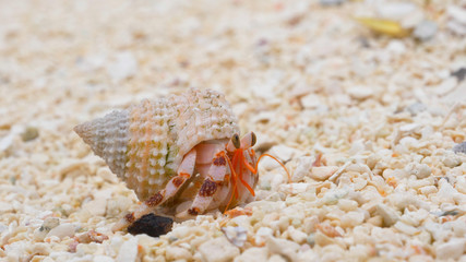 MACRO: Tiny white hermit crab exploring the sandy shoreline of tropical island.
