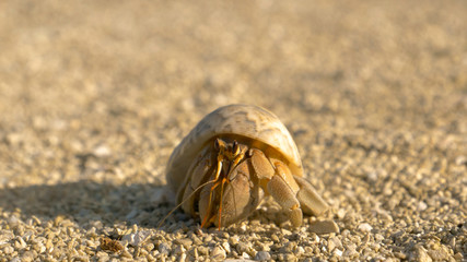 MACRO: Shy white hermit crab hides into its shell while exploring the shore.