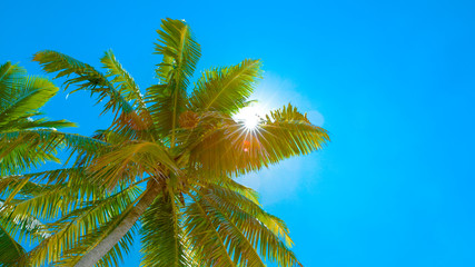 LENS FLARE: Bright summer sun rays peek through the green palm tree canopy.
