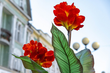 Fototapeta na wymiar colorful red flowers on blurred city background