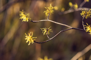 Yellow witch hazel flowers blooming in the winter