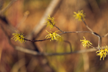 Fototapeta na wymiar Yellow witch hazel flowers blooming in the winter