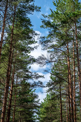 sky and clouds through beautiful pine forest 