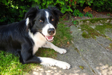Cute black and white dog Border Collie with brown eyes, lying on grass , Czech Republic, summer