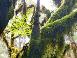 Laurel forest in fog, El Hierro, Canary Islands, Spain