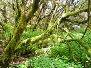 Laurel forest in fog, El Hierro, Canary Islands, Spain