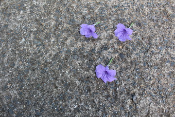 Fototapeta na wymiar flores no chão