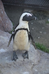 Naklejka premium Penguin