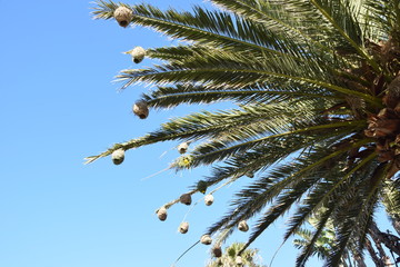 Tree with nests