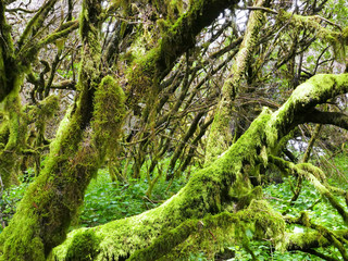 Laurel forest in fog, El Hierro, Canary Islands, Spain