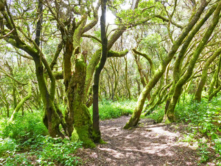 Laurel forest in fog, El Hierro, Canary Islands, Spain