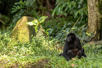 Fototapeta premium Black-headed spider monkey sits on the ground, looking to the side.