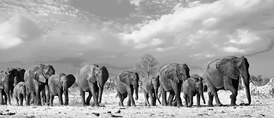 Foto op Plexiglas Olifant Panorama van een familiekudde olifanten die over de Afrikaanse vlaktes lopen in het Hwange National Park, Zimbabwe, Zuid-Afrika