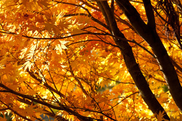 Golden leaves on a tree