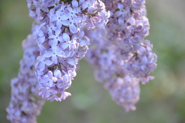purple flowers of lilac