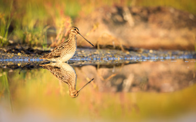 Common snipe with reflection in water