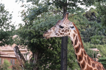 Giraffe muzzle close on the background of trees