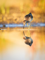 Wood sandpiper with legs crossed - obrazy, fototapety, plakaty