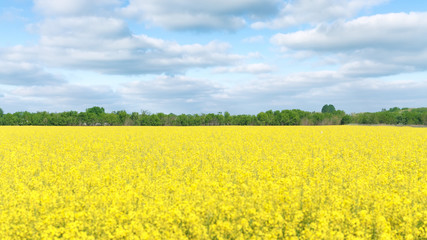 Obraz premium canola field full flowering / crop flowering canola fields ukrainyi