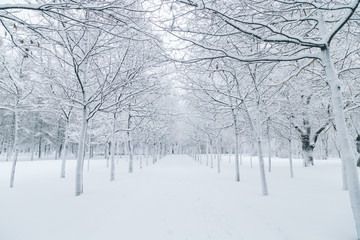 Fototapeta na wymiar snowy winter park