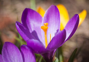 Closeup of beautiful yellow and purple Crocuses in the early spring.