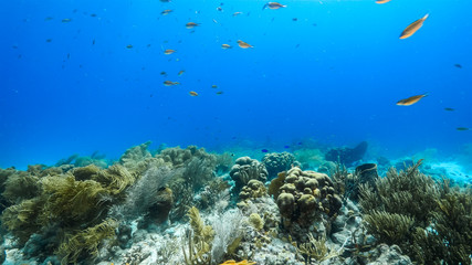 Seascape of coral reef in Caribbean Sea around Curacao at dive site Duane's Release  with various coral and sponge