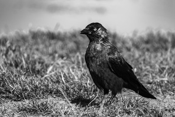 Crow