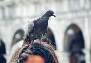 pigeon on a person's head