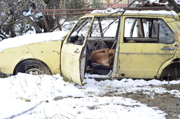 Three dogs sleeping in the scrap in a cold day