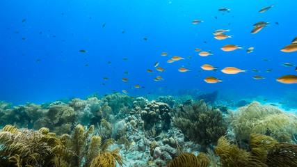 Naklejka na ściany i meble Seascape of coral reef in Caribbean Sea around Curacao at dive site Duane's Release with various coral and sponge