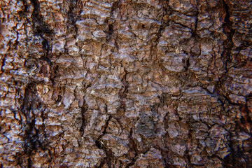Pine bark close up. Simple eco rustic live wooden background. Texture of tree trunk. Live wood skin nature of forest. Copy space, mock up