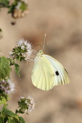 Motyl Bielinek Rzepnik