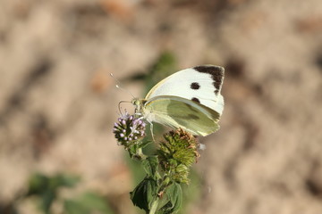 Motyl Bielinek Rzepnik