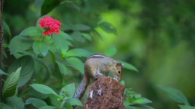 Cute Indian palm squirrel eating in Sri Lanka - Specie Funambulus palmarum family of Sciuridae
